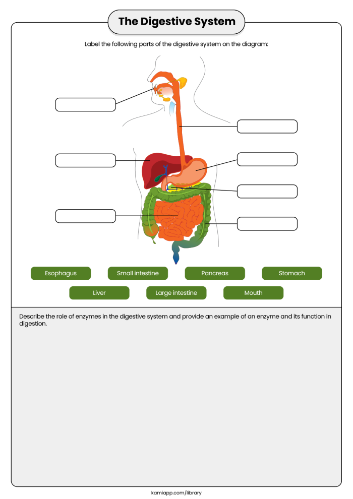 Human Digestion System: Educational Worksheet Illustration for Elementary Learners Labeled diagram of the human digestive system showing the path food takes through the body for fourth grade students
