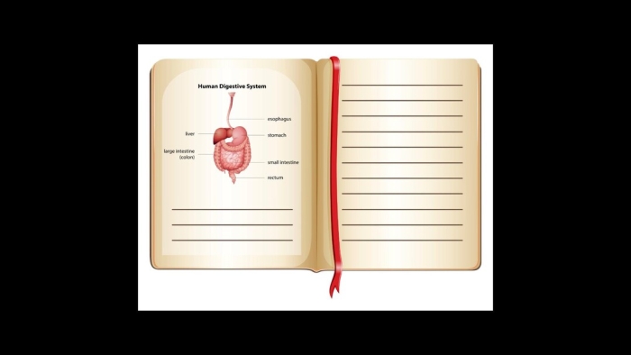 Fourth Grade Human Digestion System Diagram and Information Page 20 Labeled diagram showing the human digestive system with organs and their functions for fourth grade biology students