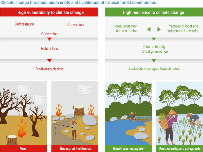 Deforestation worksheet for understanding human impact on nature Graphic organizer illustrating the effects of deforestation on the environment for sixth graders
