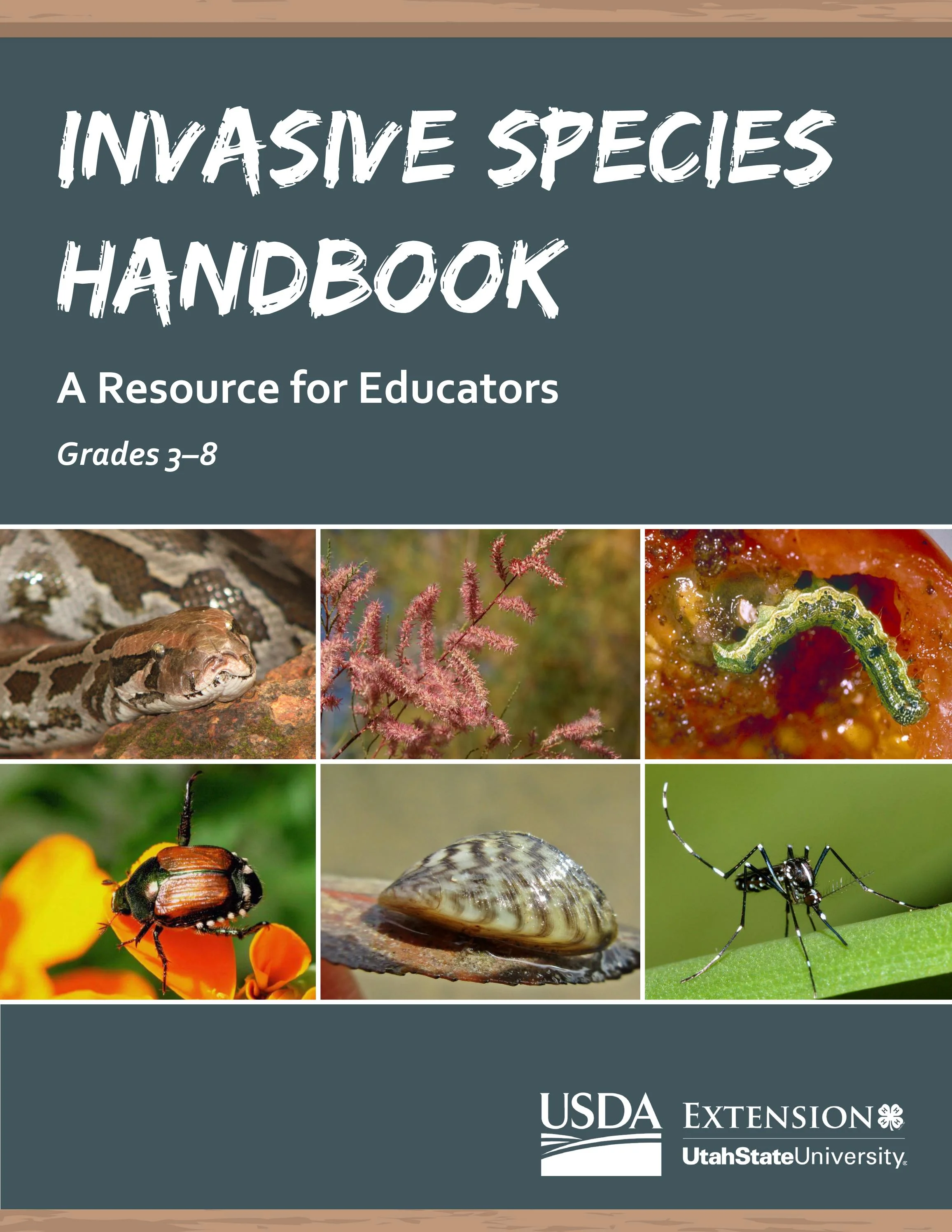 Graphic organizer illustrating the effect of invasive species on ecosystems for a sixth-grade worksheet
