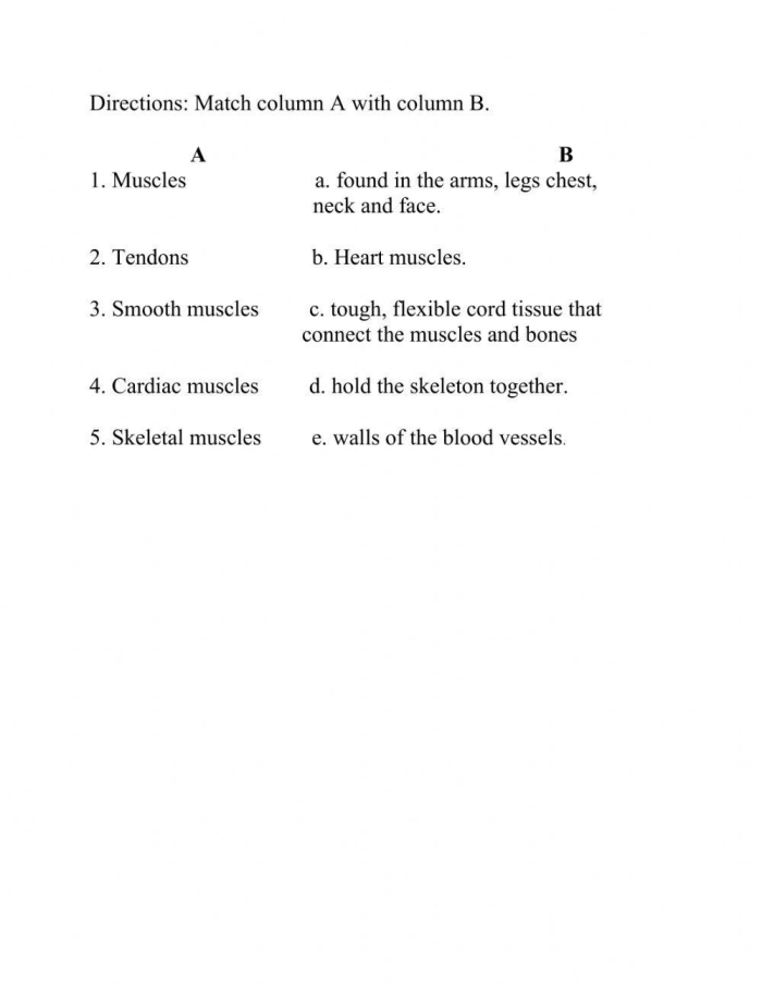 Illustration of the human muscle system for the How Muscles Work worksheet