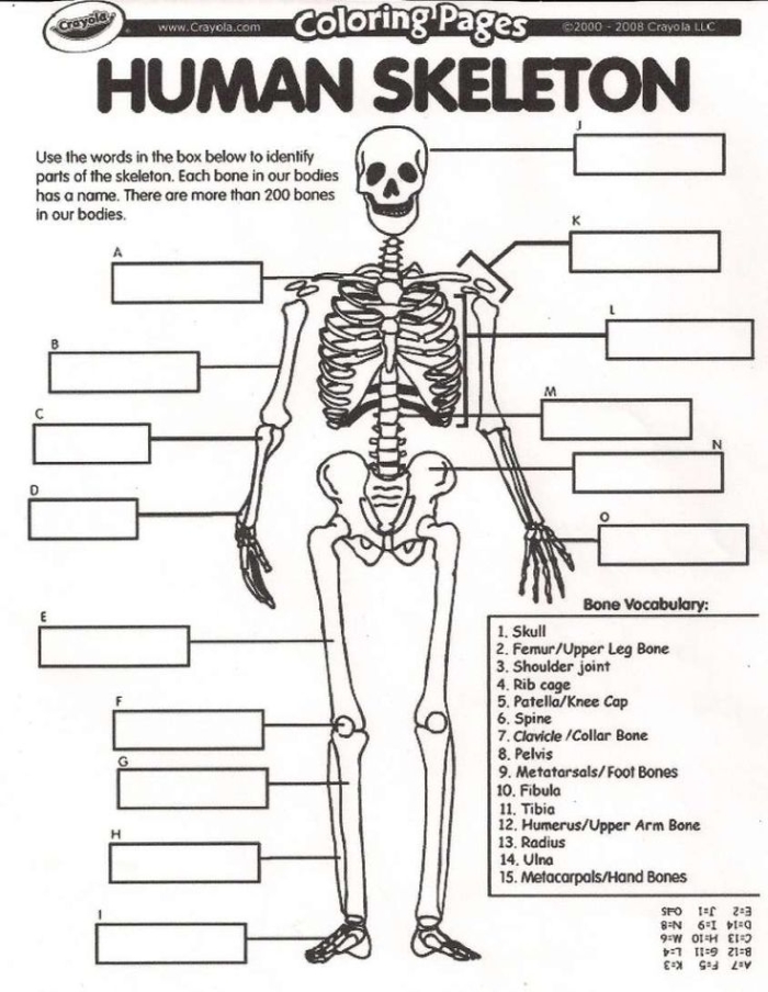 Diagram illustrating the human skeletal system's components and functions for fifth graders