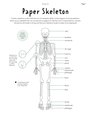 Diagram illustrating the human skeletal system and its components for fifth graders