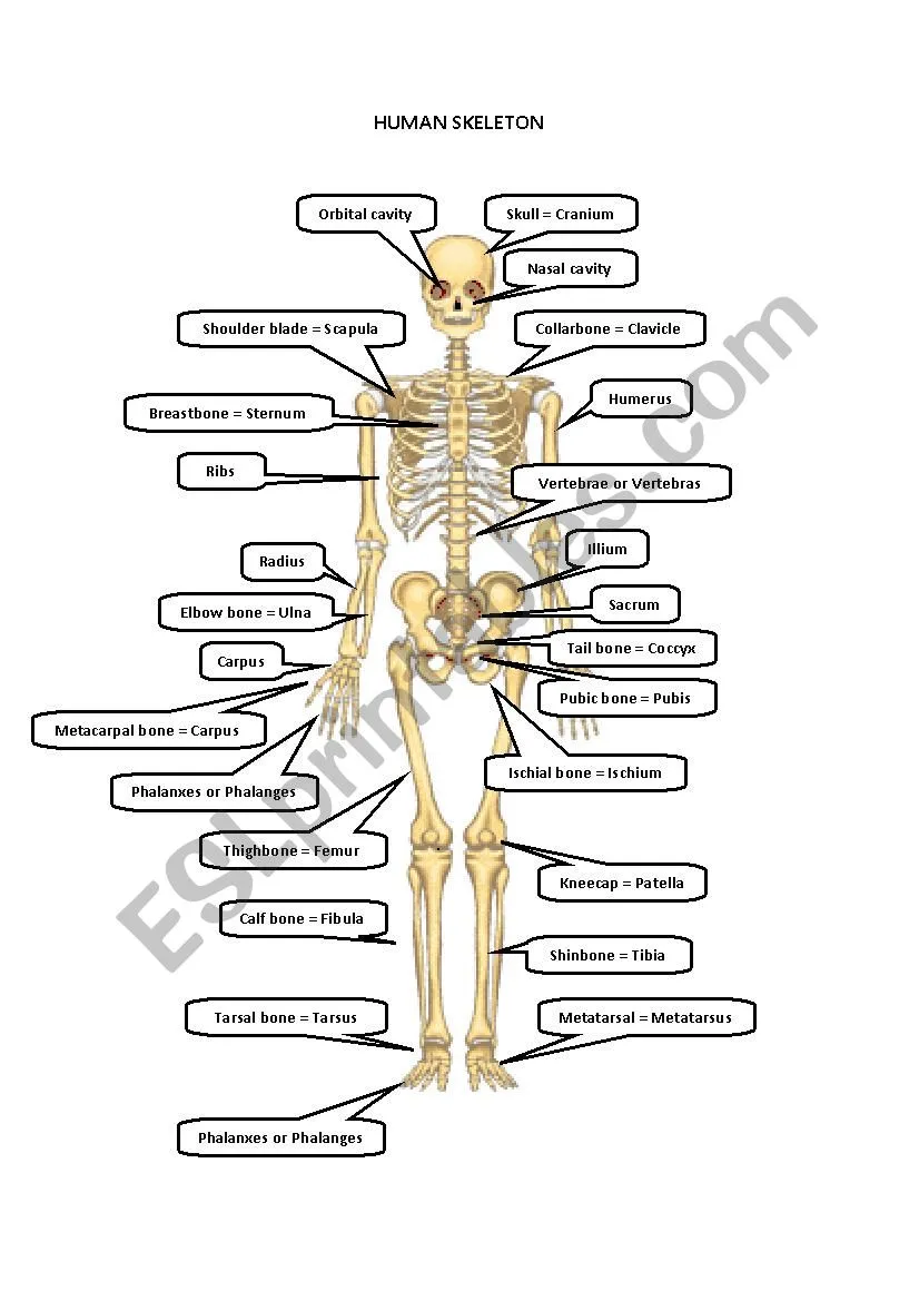 Human Skeleton Anatomy Chart with Major Bones Labeled for Elementary Geometry Worksheet 14 Labeled diagram of a human skeleton showing 12 major bones including the skull, spine, ribs, and leg bones for fifth grade anatomy study