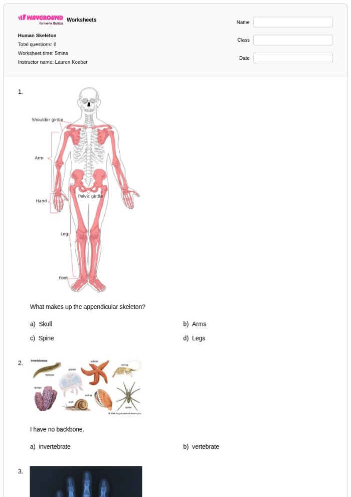 Anatomy The Human Skeleton Worksheet 13 Fifth grade human skeleton anatomy worksheet showing 12 labeled bones from the skull to the fibula
