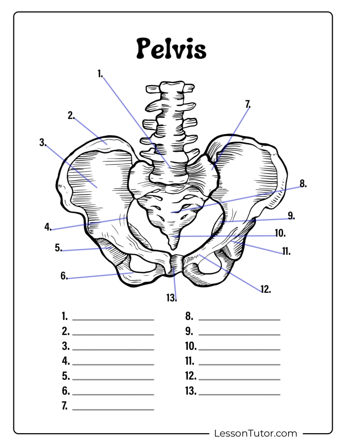 Human Skeleton Worksheet Number Ten Featuring Labeled Skeletal Anatomy Anatomy diagram of a human skeleton with twelve major bone labels for fifth grade geometry students