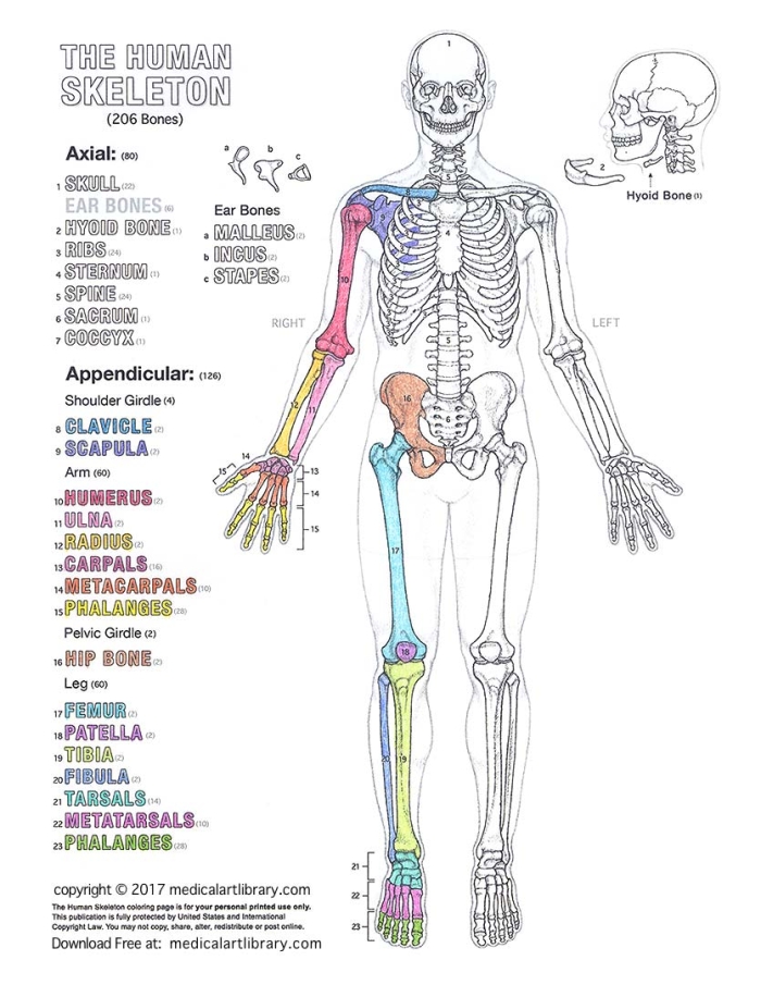 Anatomy The Human Skeleton Worksheet Diagram Five Labeled diagram of the human skeleton identifying twelve major bones for fifth grade science study