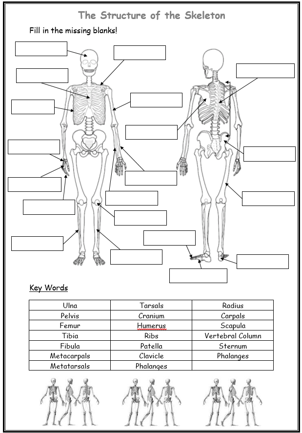 Human Skeleton Anatomy Diagram with Major Bones Labeled for Elementary Students Labeled diagram of a human skeleton showing 12 major bones including the skull, spine, ribs, and leg bones for fifth grade anatomy study