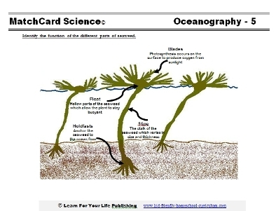 Worksheet titled Sustaining the World With Seaweed for reading comprehension practice Informational reading comprehension worksheet focused on seaweed for seventh-grade students