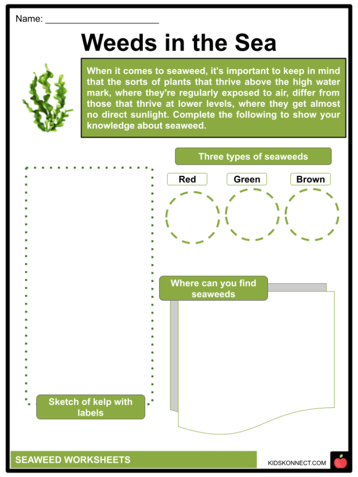Sustaining the World With Seaweed: Informational Reading Comprehension Worksheet Illustration of a reading comprehension worksheet focused on seaweed for seventh graders