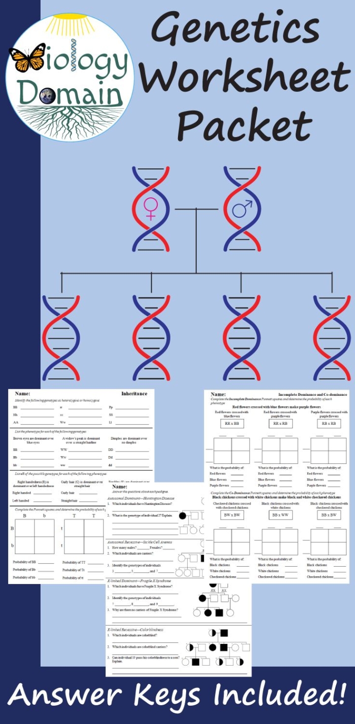 Engaging sixth-grade life science worksheet on traits and selection methods Worksheet exploring the influence of inheritance traits through natural and artificial selection