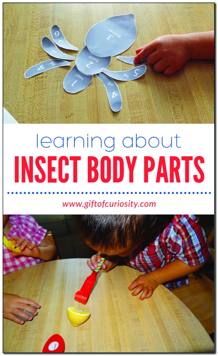 Educational resource for learning about insect body structures Insect anatomy worksheet for second graders to identify body parts