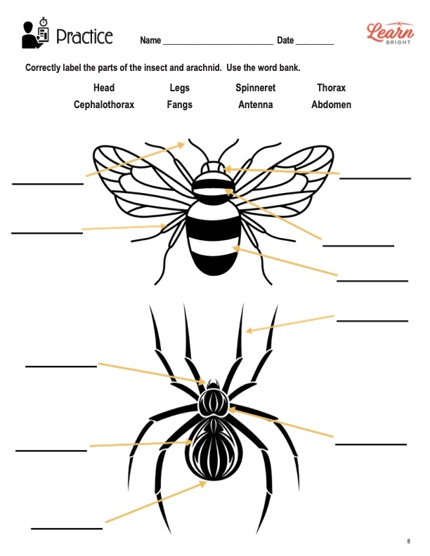 Engage with insect anatomy and identify each body part in this educational worksheet Insect Body Parts worksheet designed for second graders to explore anatomy