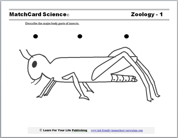 Insect Body Parts Worksheet 4 Identifying Bug Anatomy Second grade student completing an insect body parts worksheet labeled with bug anatomy