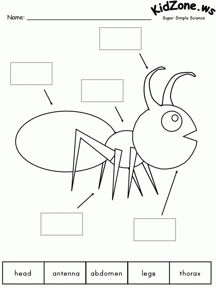 Interactive worksheet for learning insect body parts in phonics education Insect anatomy worksheet for second graders, featuring labeled body parts of various insects