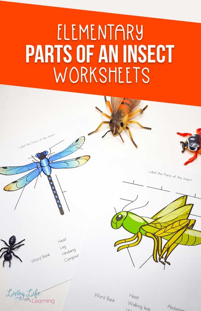 Phonics worksheet for Second Grade Insect anatomy worksheet for second graders, featuring labeled parts of an insect. Interactive exercise to enhance phonics skills through understanding insect body parts.