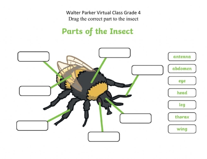 Explore the fascinating world of insects with this educational activity Insect anatomy worksheet for second graders featuring labeled body parts