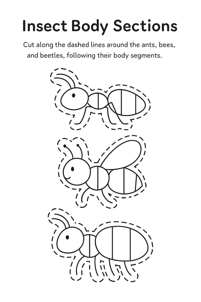 Explore the anatomy of insects with this engaging activity image Insect body parts labeled for a second-grade phonics worksheet