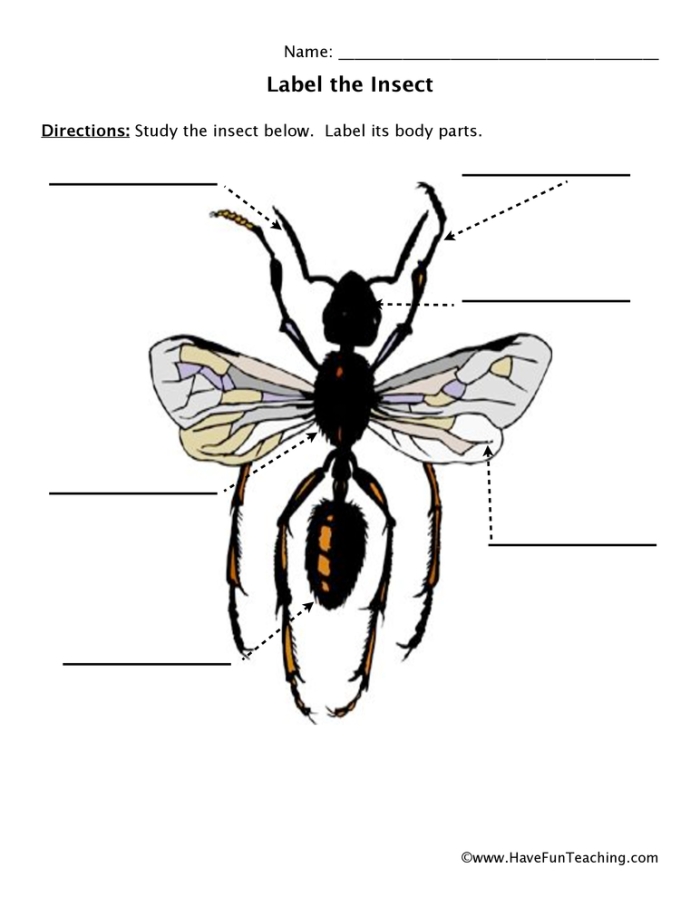 Explore the different parts of an insect with this engaging worksheet Insect anatomy worksheet for second graders featuring labeled body parts
