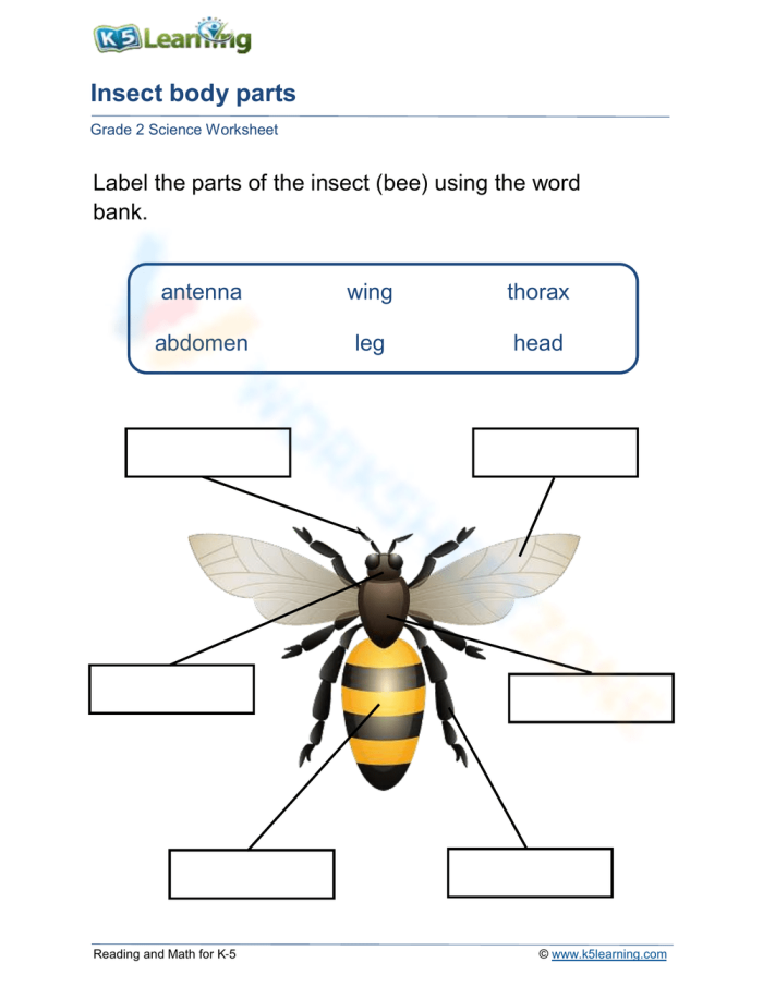 Insect Body Parts Worksheet for 2nd Grade Science Activity 21 Second grade student identifying insect body parts on a printable anatomy worksheet