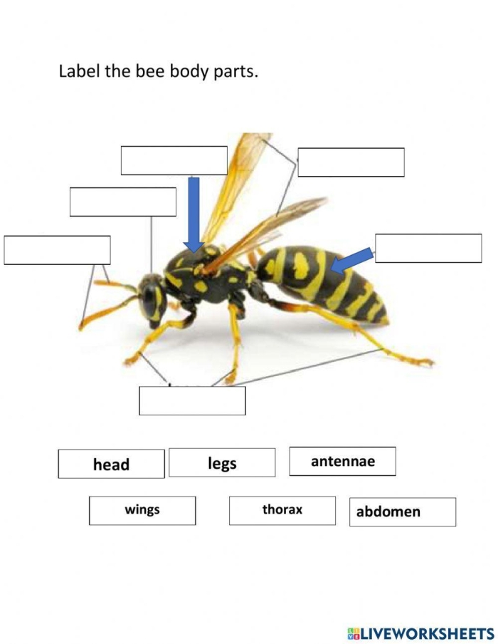 Explore the anatomy of insects with this engaging worksheet activity Insect Body Parts worksheet for second graders featuring labeled insect anatomy