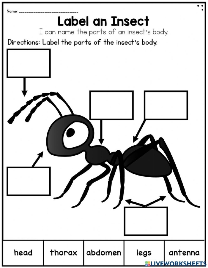 Explore the anatomy of insects with this engaging worksheet designed for young learners Insect Body Parts worksheet for second graders, featuring labeled insect anatomy for educational purposes