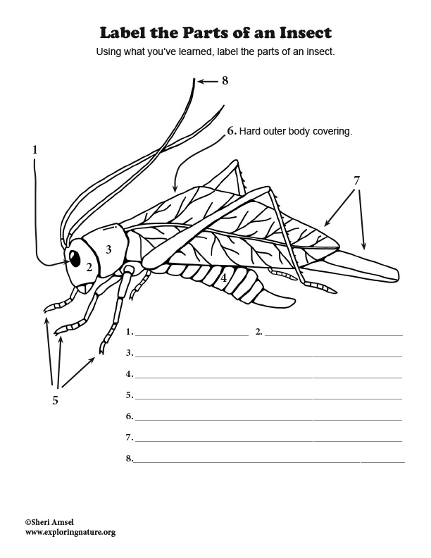 Educational resource for identifying and naming insect body parts in phonics lessons Insect anatomy worksheet for second graders highlighting different body parts of insects
