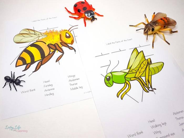 Explore the parts of an insect in this engaging phonics activity Insect anatomy worksheet for second graders featuring labeled body parts