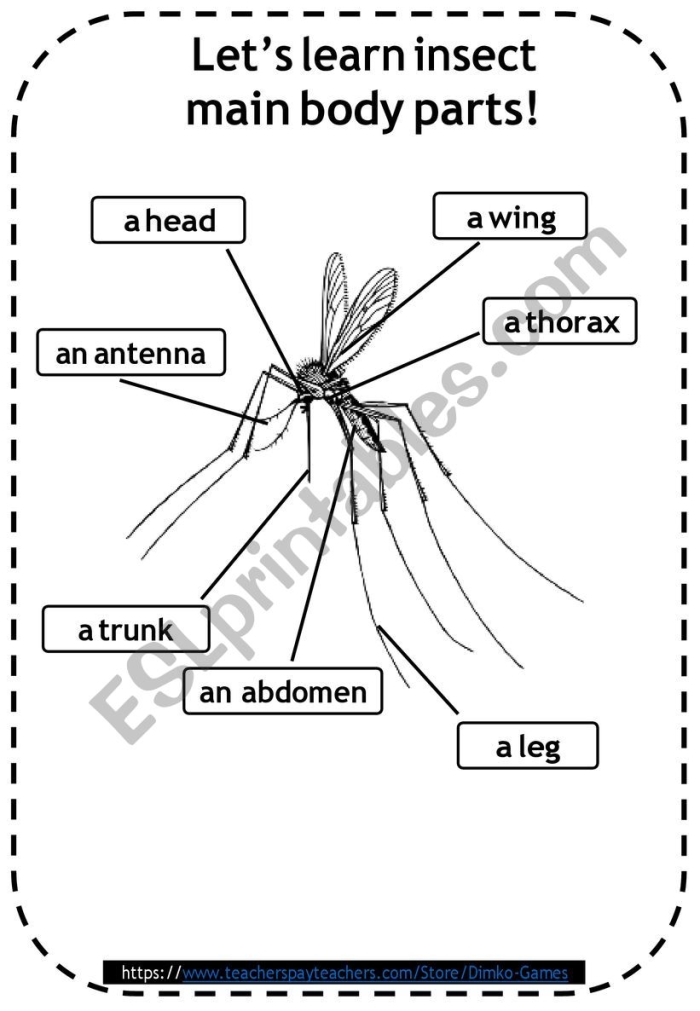 Engage with the fascinating world of insects and their body structures Insect Body Parts worksheet for second graders exploring insect anatomy