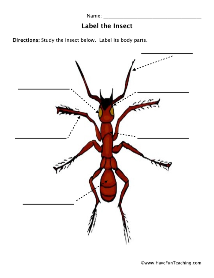 Engage with the anatomy of insects and test your knowledge! Insect Body Parts worksheet for second graders exploring anatomy and phonics