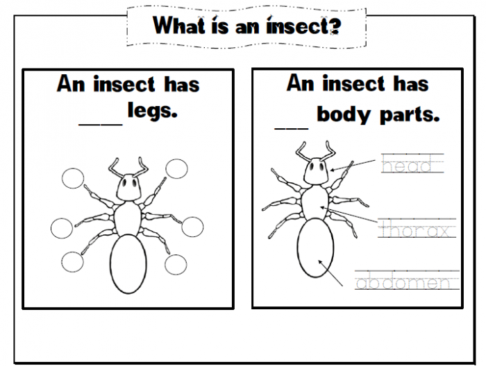 Insect Anatomy Worksheet Nineteen for Second Grade Science Second grade worksheet featuring a diagram of insect body parts to label
