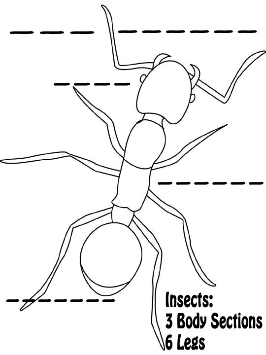 Interactive insect body parts worksheet for phonics learning Insect anatomy worksheet for second graders to identify body parts