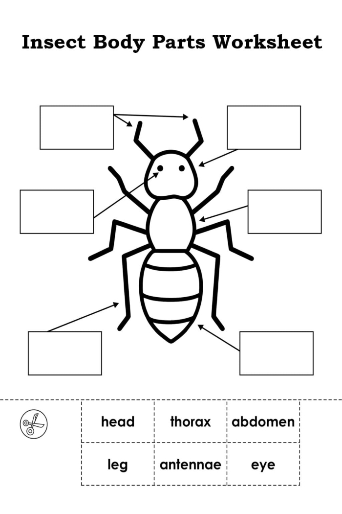 Second Grade Insect Anatomy Worksheet Number 13 Insect Body Parts worksheet for second grade science students featuring a labeled diagram of a beetle