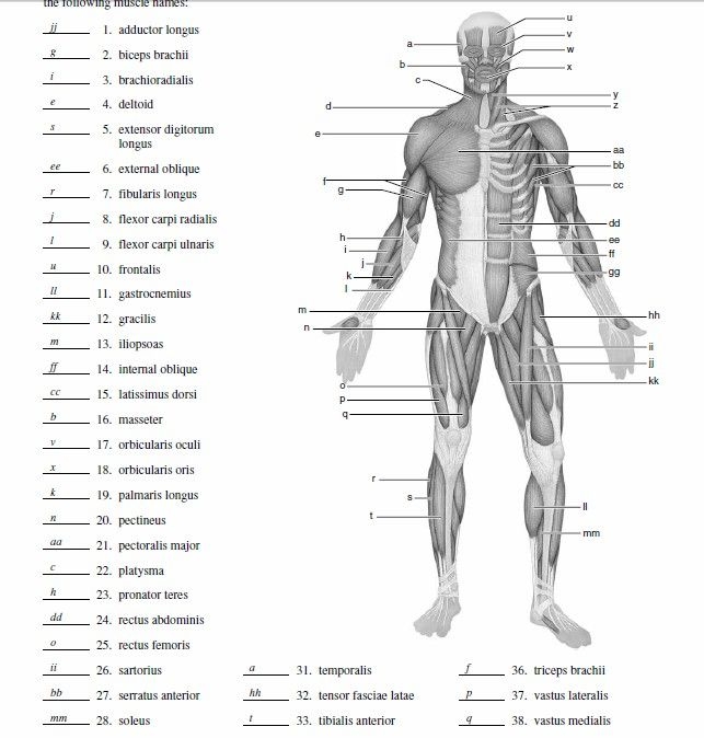 Detailed illustration of muscles for the Inside-Out Anatomy worksheet