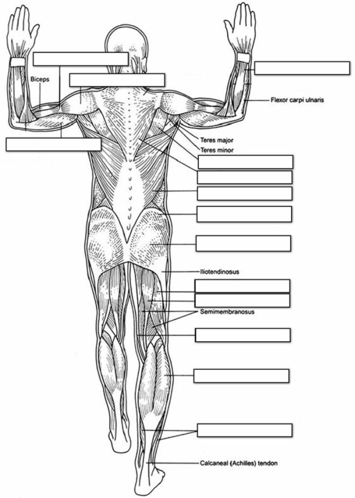 Detailed illustration of muscles for the Inside-Out Anatomy worksheet