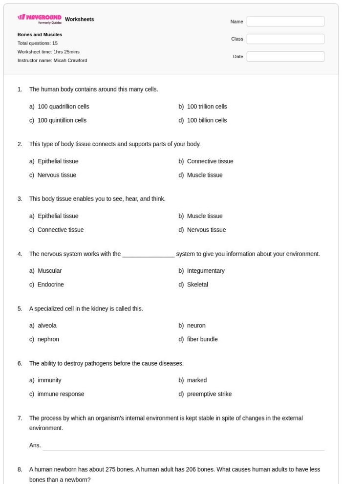 Detailed illustration of muscles for the Inside-Out Anatomy worksheet