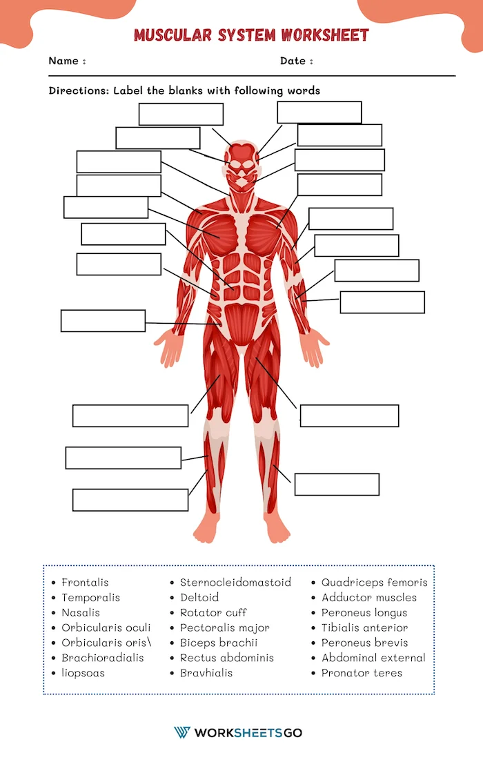 Detailed illustration of muscle anatomy for educational purposes