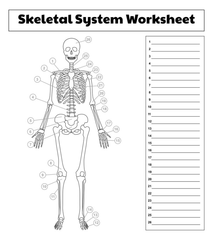Detailed illustration of muscles for the Inside-Out Anatomy worksheet