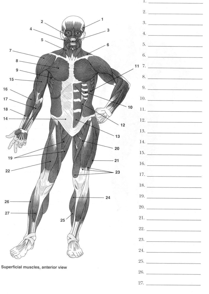 Detailed illustration of muscles for the Inside-Out Anatomy worksheet