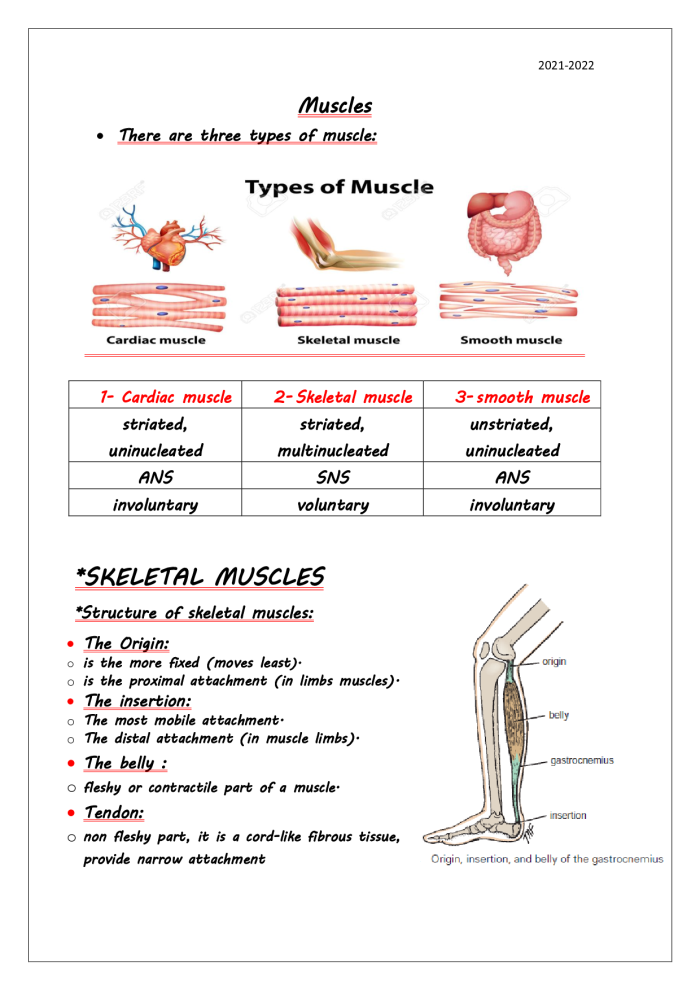 Detailed illustration of muscles for the Inside-Out Anatomy worksheet