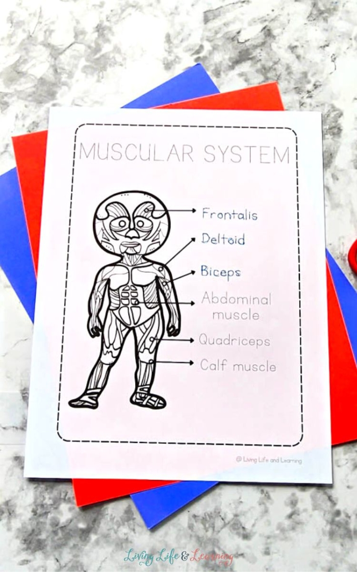 Detailed worksheet on muscles for Inside-Out Anatomy study