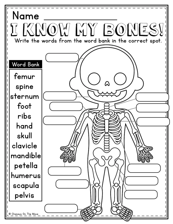 Detailed illustration of muscles for the Inside-Out Anatomy worksheet