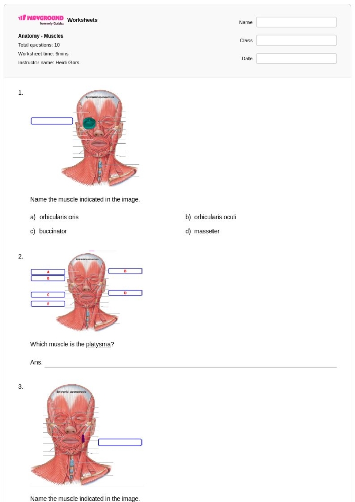Detailed illustration of muscle anatomy for the Inside-Out Anatomy worksheet