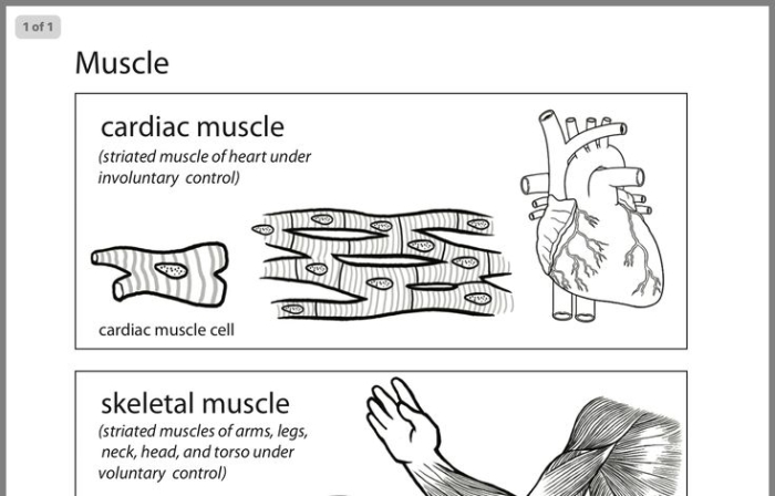 Detailed illustration of muscles for the Inside-Out Anatomy worksheet