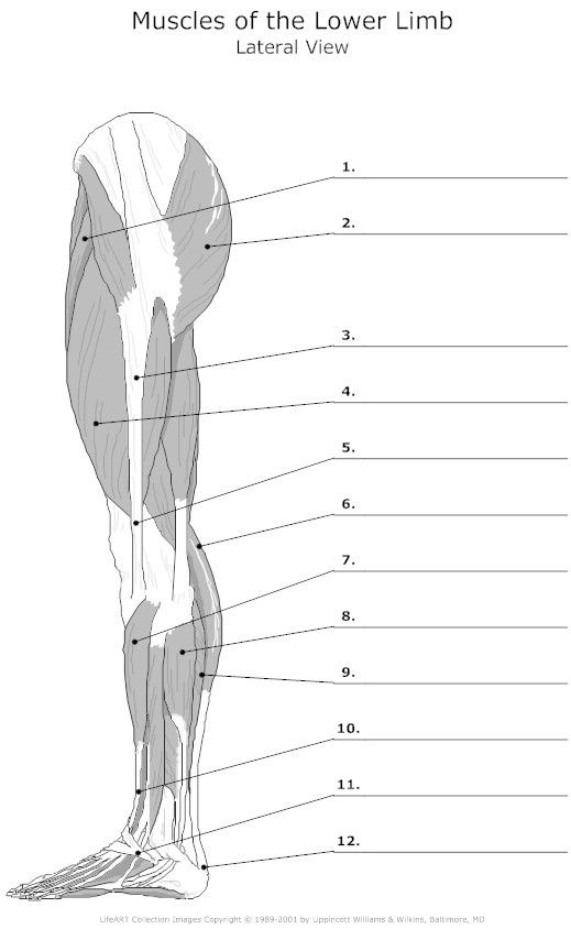 Detailed illustration of muscle anatomy for educational purposes