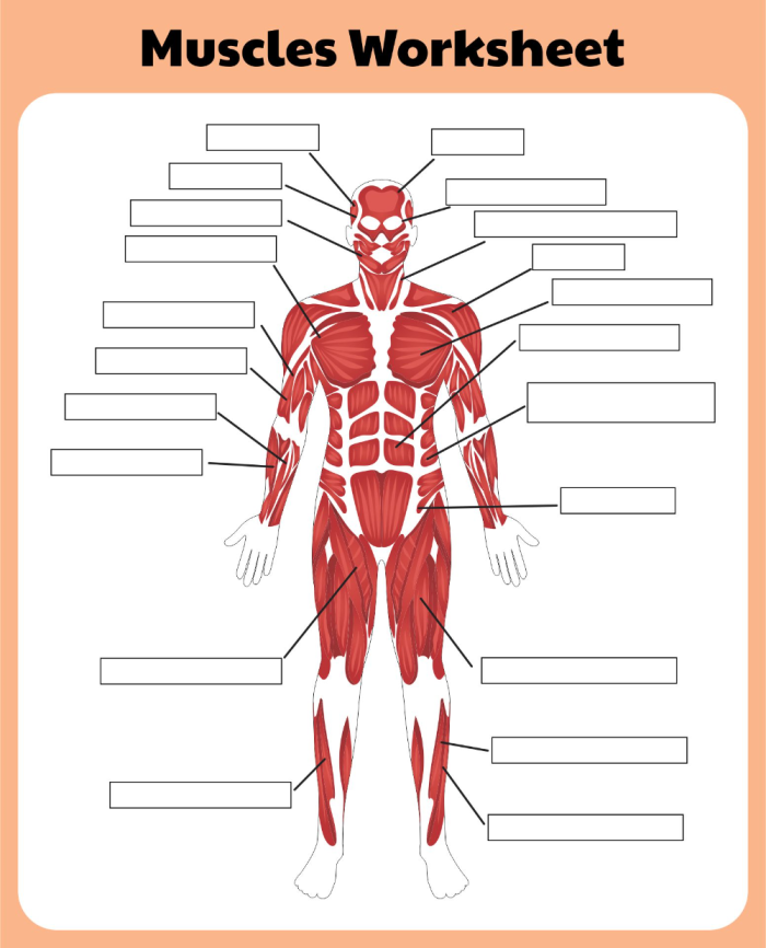 Detailed illustration of muscles for the Inside-Out Anatomy worksheet
