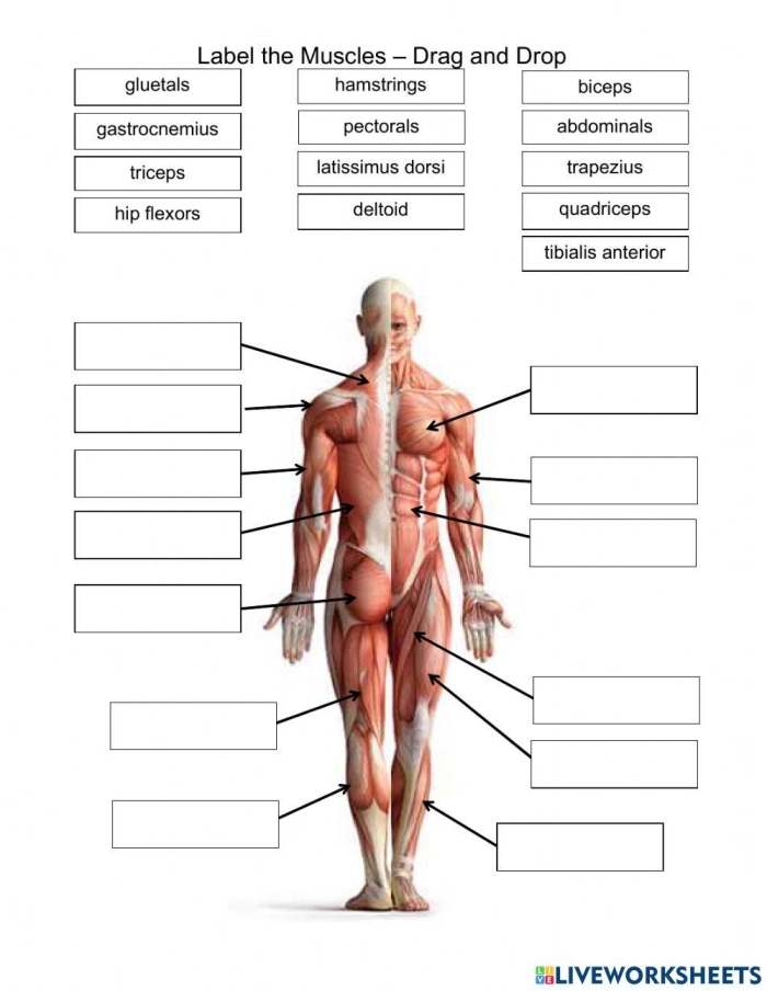 Detailed illustration of muscles for the Inside-Out Anatomy worksheet