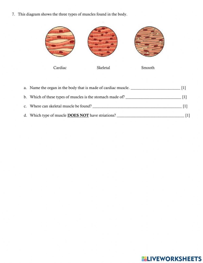 Detailed illustration of muscles for the Inside-Out Anatomy worksheet