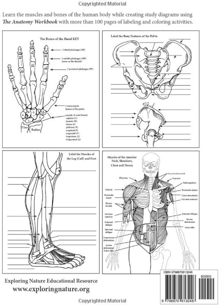 Diagram of the Inside-Out Anatomy worksheet focusing on human muscles for life science education