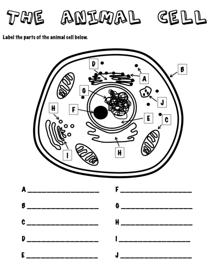Sixth grade science students labeling the organelles of an animal cell in this printable worksheet